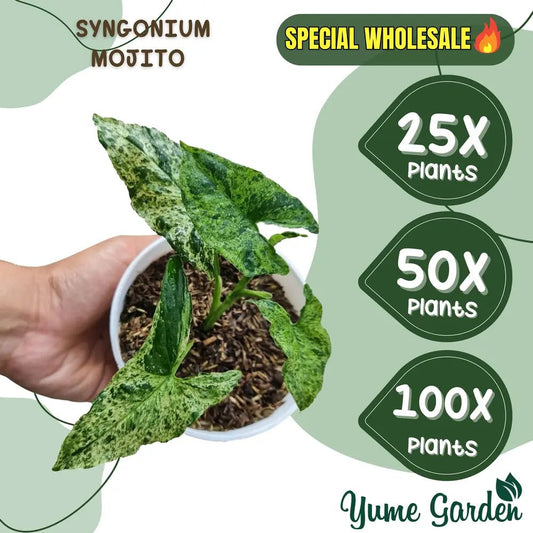 Syngonium Mojito Wholesale 25x 50x 100x - Yume Gardens Indonesia