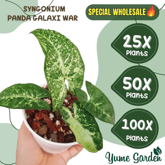 Syngonium Panda Galaxy Wholesale 25x 50x 100x - Yume Gardens Indonesia