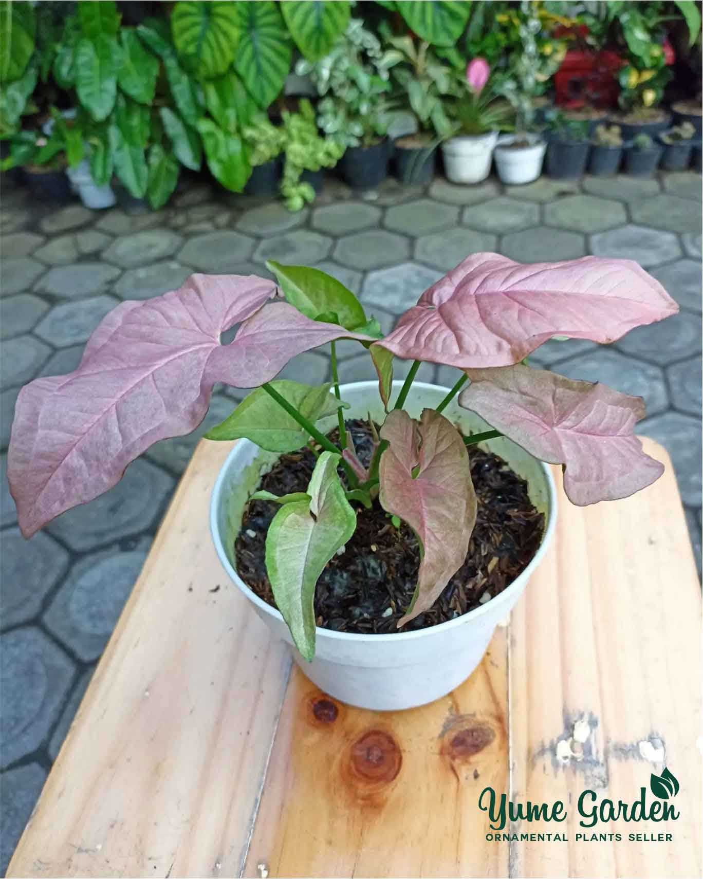 Syngonium Pink Robusta - Yume Gardens Indonesia