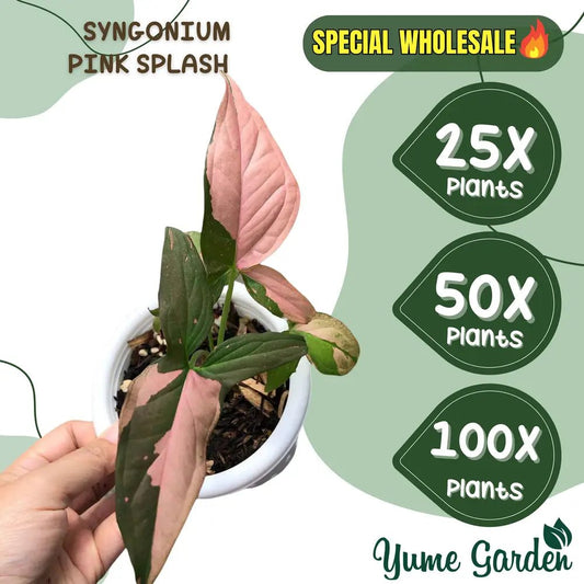 Syngonium Pink Splash Wholesale 25x 50x 100x - Yume Gardens Indonesia