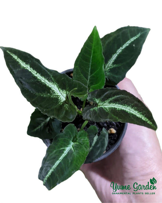 Syngonium Rayii For sale With Good Prices - Yume Gardens Indonesia