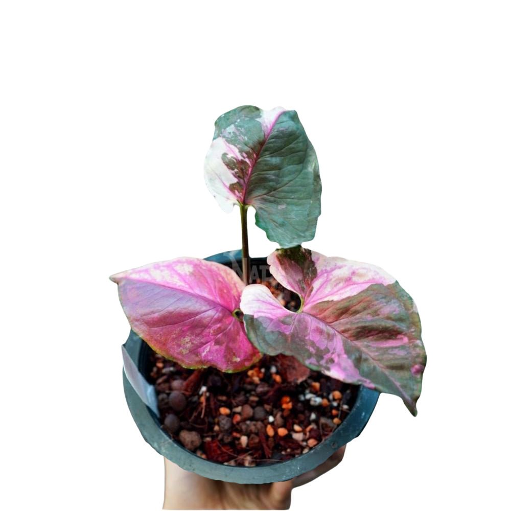 Syngonium Strawberry Ice Original - Yume Gardens Indonesia