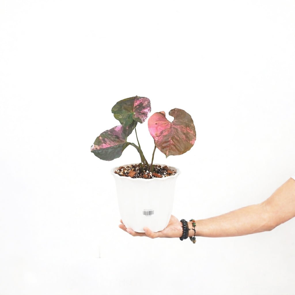 Syngonium Strawberry Ice Original - Yume Gardens Indonesia