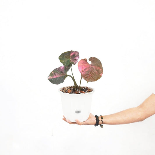 Syngonium Strawberry Ice Original - Yume Gardens Indonesia