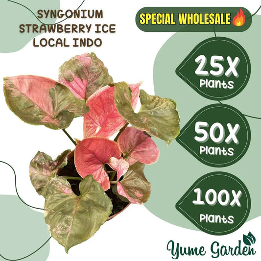 Syngonium Strawberry Ice Wholesale 25x 50x 100x - Yume Gardens Indonesia