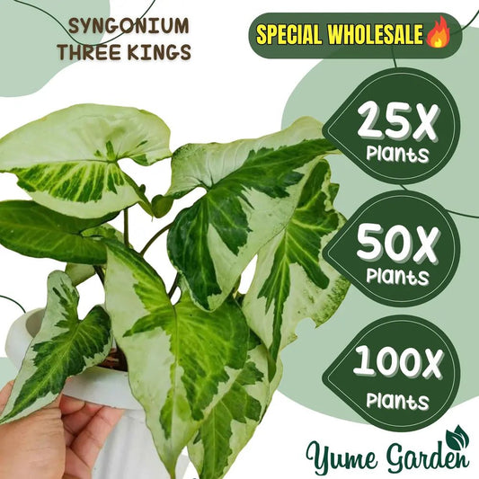 Syngonium Three King Wholesale 25x 50x 100x - Yume Gardens Indonesia