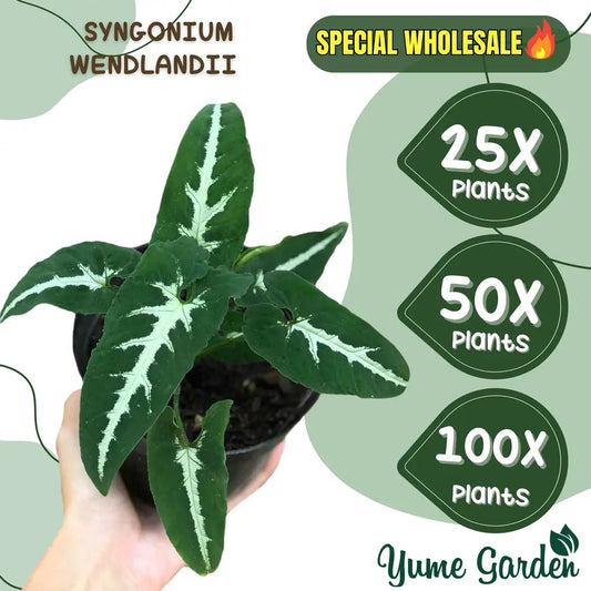 Syngonium Wendlandii Wholesale 25x 50x 100x - Yume Gardens Indonesia
