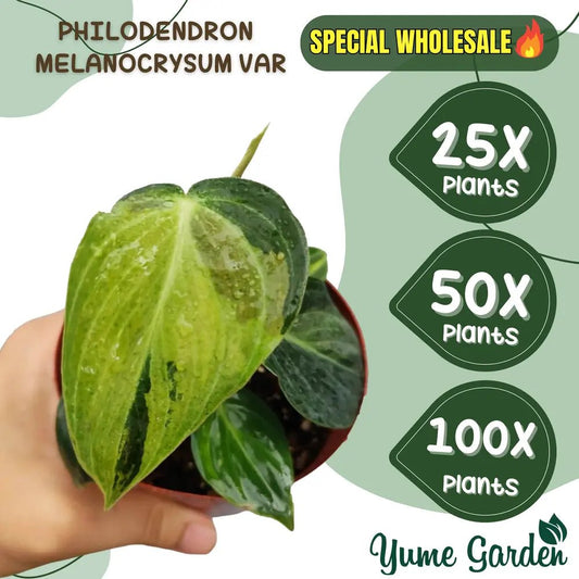 Variegated Melanochrysum Wholesale 25x 50x 100x - Yume Gardens Indonesia