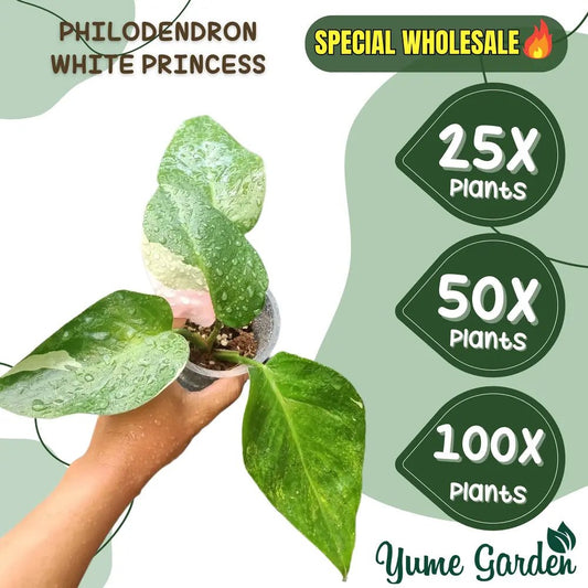 White Princess Philodendron Wholesale 25x 50x 100x - Yume Gardens Indonesia
