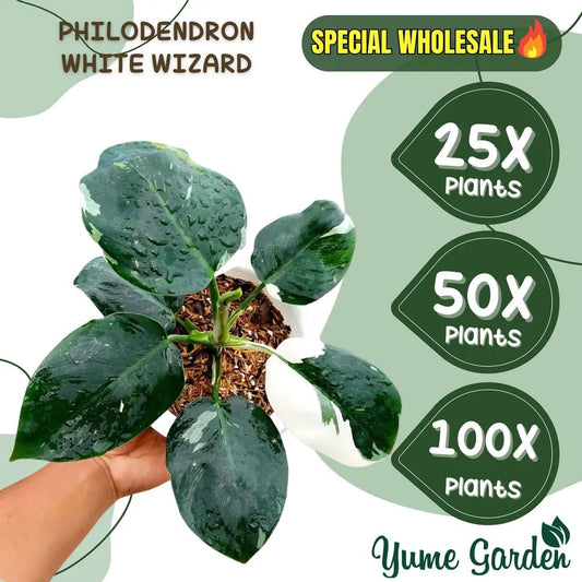 White Wizard Philodendron Wholesale 25x 50x 100x - Yume Gardens Indonesia